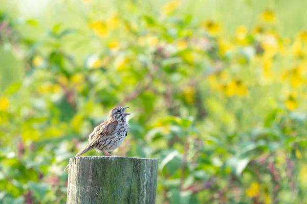 Field Sparrow Sitting Wooden Fence Post Singing Flowers Background — Fotografia de Stock