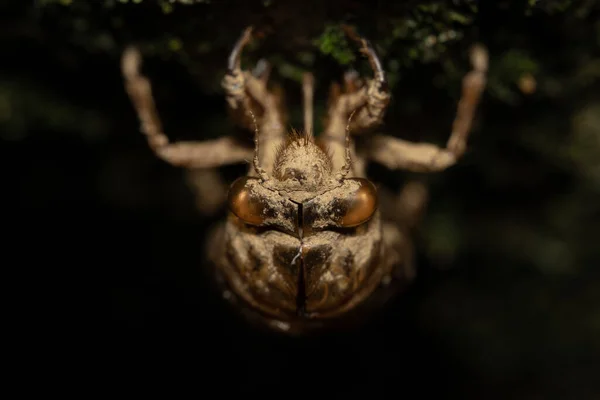 Prázdný Cicada Shell Visí Vzhůru Nohama Stromě Černém Pozadí — Stock fotografie