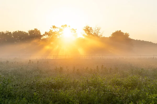 Sunrise Foggy Meadow Dew Sparkling Light — Fotografia de Stock