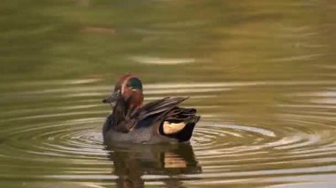 Sabah ışığında gölde yüzerken tüylerini diken yeşil kanatlı bir deniz mavisi..