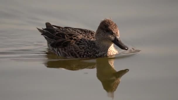 Northern Pintail Swimming Lake Early Morning Light — Stock Video