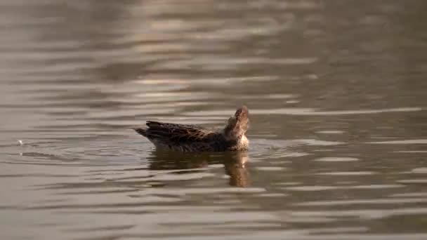 Northern Pintail Swimming Lake Early Morning Light — Stock Video