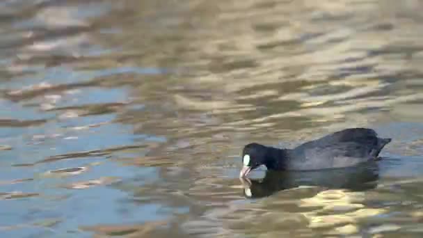 Une Foulque Eurasienne Nage Dans Lac Petit Matin — Video