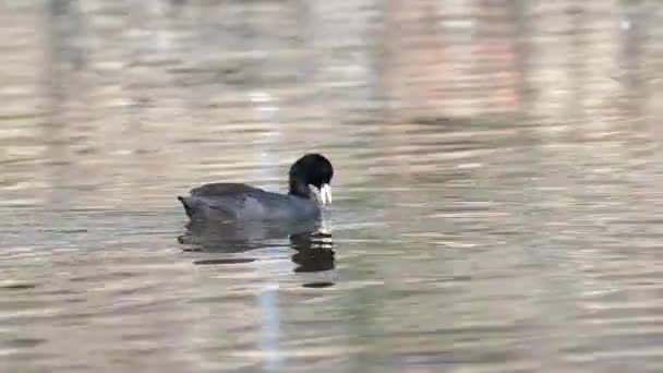 Een Euraziatische Koet Zwom Rond Een Plas Vroege Morgen Ontsteken — Stockvideo