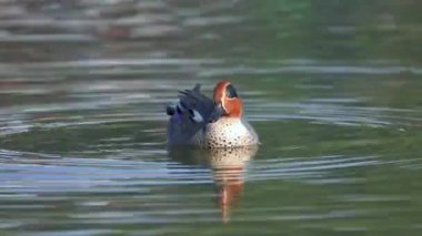 Sabah ışığında gölde yüzen yeşil kanatlı bir deniz mavisi tüylerini dökerken.