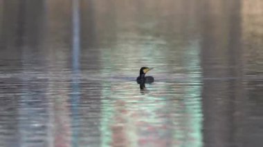 Sabah vakti gölde yüzen büyük bir karabatak..