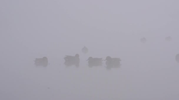 Canards Nageant Sur Lac Dans Brouillard Matin — Video
