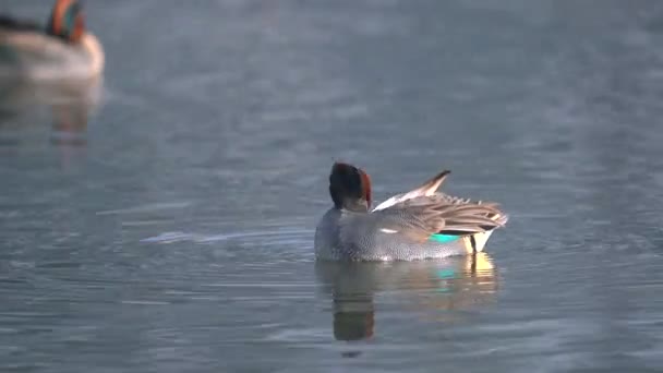 Green Winged Teal Swimming Lake Morning Light While Preening Its — Stockvideo