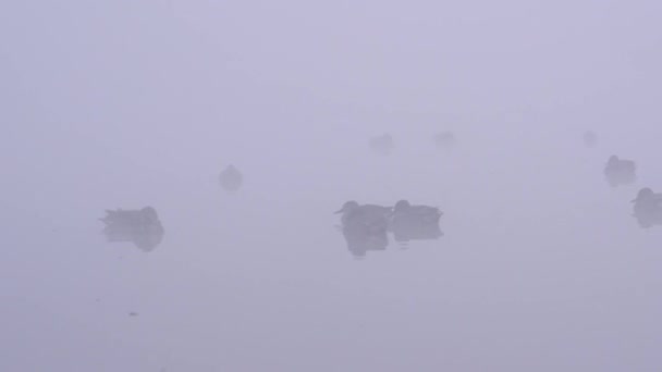 Canards Nageant Sur Lac Dans Brouillard Matin — Video