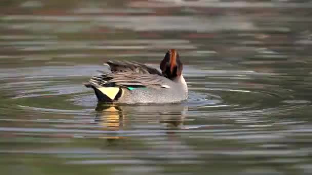 Green Winged Teal Swimming Lake Morning Light While Preening Its — Stock Video