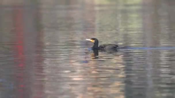 Great Cormorant Swimming Lake Morning Light — Stockvideo