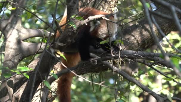 Красная Панда Ест Листья Дерева Сидя Ветке — стоковое видео