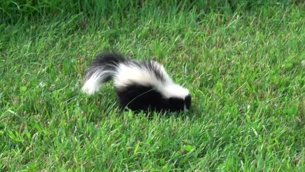Skunks Grzebiący Zielonej Trawie Zanim Wpadnie Wysokie Trawy — Wideo stockowe