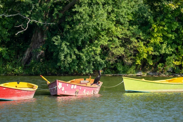 Cormorant Sitting Colorful Rowboat Lake — Stockfoto