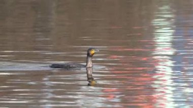 Balığa gitmeden önce gölde yüzen bir karabatak..