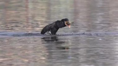 Bir karabatak, yavaş çekimde sıkışmış bir balığı kusuyordu..