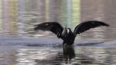 Nepal 'deki Taumore Gölü' nde ağır çekimde iki karabatak büyük bir balık için kavga ediyor..