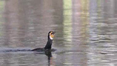 Bir karabatak, tekrar yemeye çalışmadan önce sıkışmış bir balığı kusuyor..