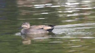 Nepal 'deki Taumore Gölü' nde yüzen bir gadwall..