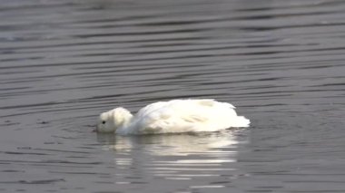 Kanatlarını çırpan beyaz yaban ördeğinin yavaş çekim videosu..