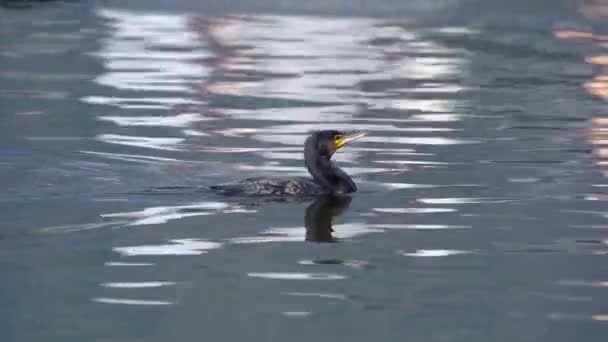 Cormorant Swimming Lake Diving Fishing — Stockvideo