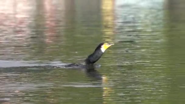 Cormorant Fish Stuck Its Throat Swimming Lake — Stockvideo