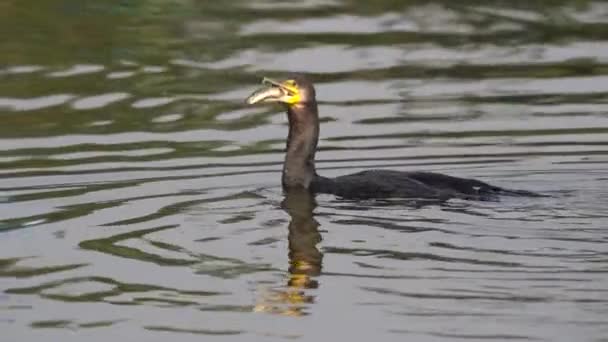 Cormorán Comiendo Pez Lago Taudaha Nepal Cámara Lenta — Vídeos de Stock