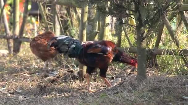 Rooster Hen Walking Scratching Dirt Looking Things Eat — стоковое видео