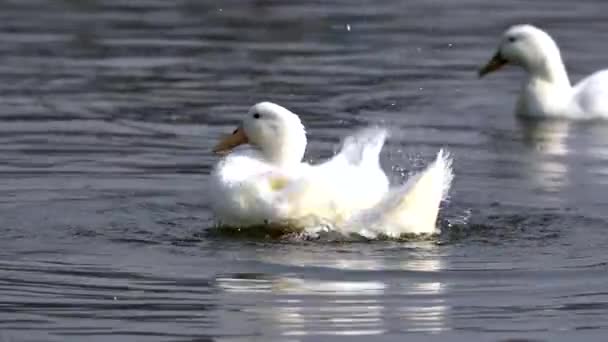 White Mallard Duck Fluffing Feathers Taudaha Lake Nepal — Video Stock