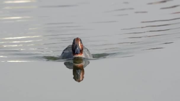 호수에서 헤엄치고 날개달린 물총새 — 비디오