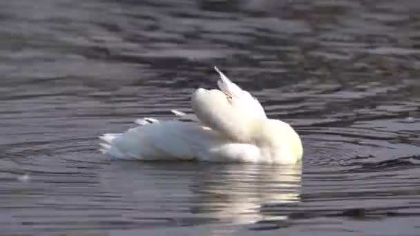 在尼泊尔的陶达湖上 一只白色的野鸭在装饰着它的羽毛 — 图库视频影像