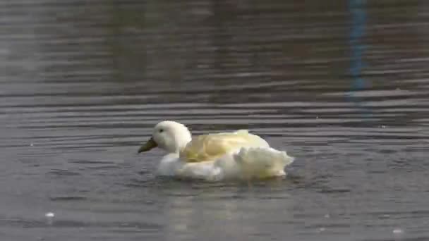 White Mallard Duck Flapping Its Wings Playing Water — Video Stock