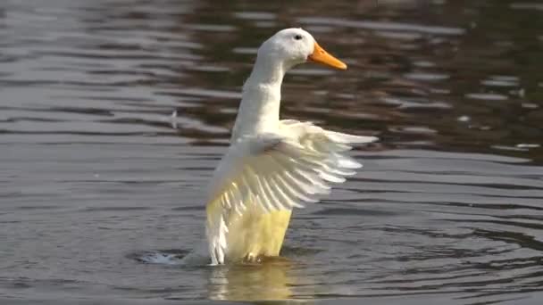 Slow Motion Video White Mallard Duck Flapping Its Wings — Stockvideo