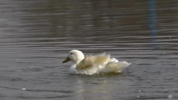 White Mallard Duck Flapping Its Wings Playing Water Slow Motion — Stockvideo