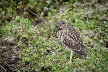 Kara Taç Giyen Gece Balıkçıl Küçük bir derede Balıkçılık.