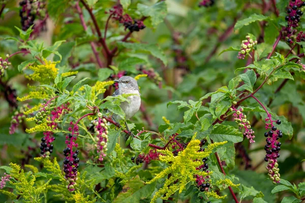 Mockingbird Perched Pokeberry Bush — Fotografia de Stock