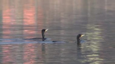 İki büyük karabatak balığa çıkmak için göle dalıyor..