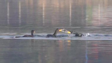 Gölde kavga eden iki karabatak balıkçılık alanına karar verir..