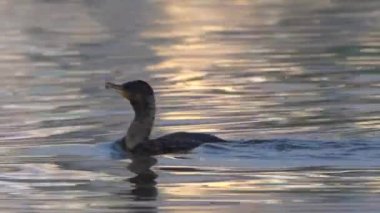 Balığa gitmek için göle dalan büyük bir karabatak..