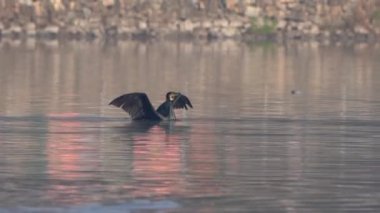 Sabahın köründe gölden uçan bir karabatak..