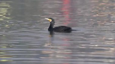 Sabah vakti gölde yüzen bir karabatak..