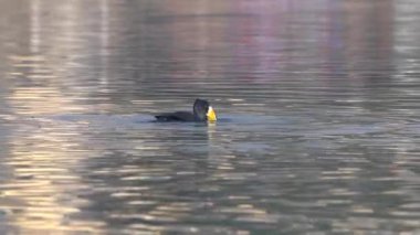 Kahvaltıda balık yiyen bir karabatak..