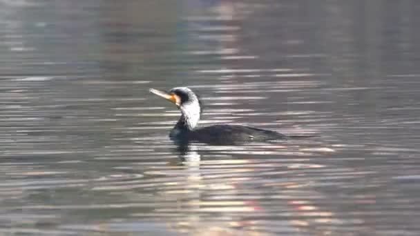 Great Cormorant Swimming Lake Diving Fishing — Stock Video
