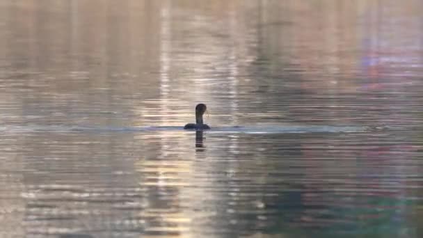 Gran Cormorán Jugando Con Pez Lago Cámara Lenta — Vídeo de stock