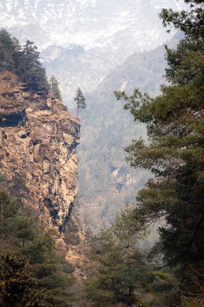 Malá Borovice Okraji Útesu Údolí Himálaje — Stock fotografie