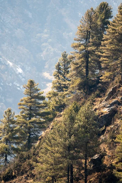 丘の中腹にスプルースの木の垂直ショット — ストック写真