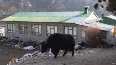 Nepal 'in Himalaya Dağları' nda Everest Ana Kampı 'na giden yolda yürüyen bir öküz..