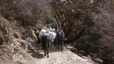 Pangboche, Nepal - 13 Mart 2022 Himalaya Dağları 'ndaki Everest Ana Kampı yolunda yürüyen yaklar.