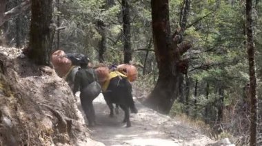Pangboche, Nepal - 13 Mart 2022 Himalaya Dağları 'ndaki Everest Ana Kampı yolunda yürüyen yaklar.