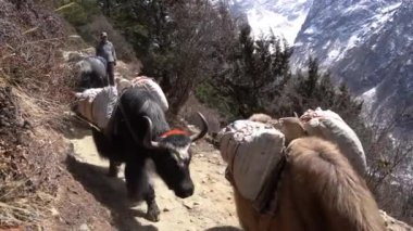 Pangboche, Nepal - 13 Mart 2022 Himalaya Dağları 'ndaki Everest Ana Kampı yolunda yürüyen yaklar.